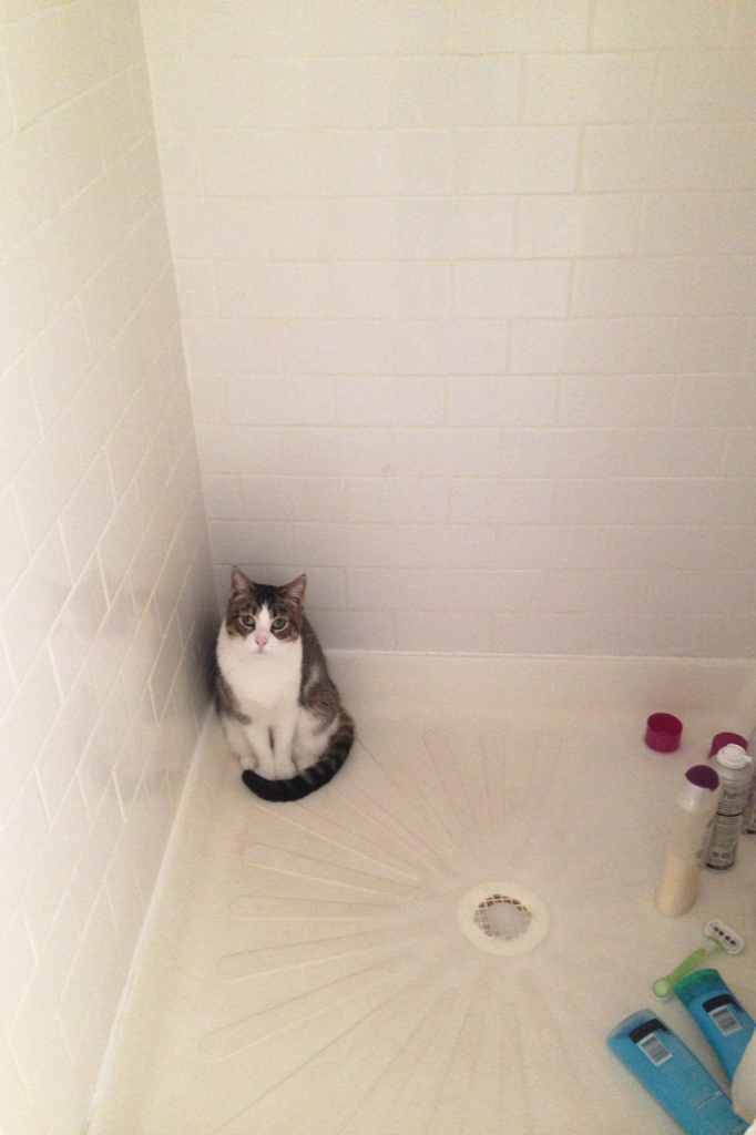 My cat was literally in my shower😹😹