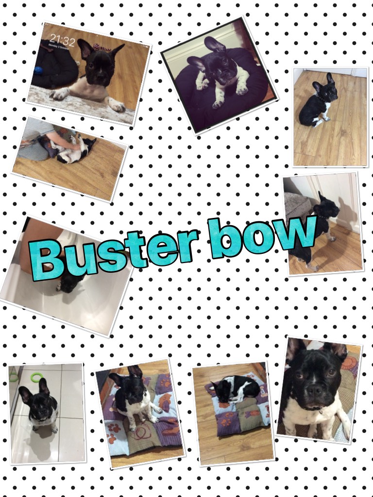 Buster bows sssoo ccuuuttee “he’s my dog “