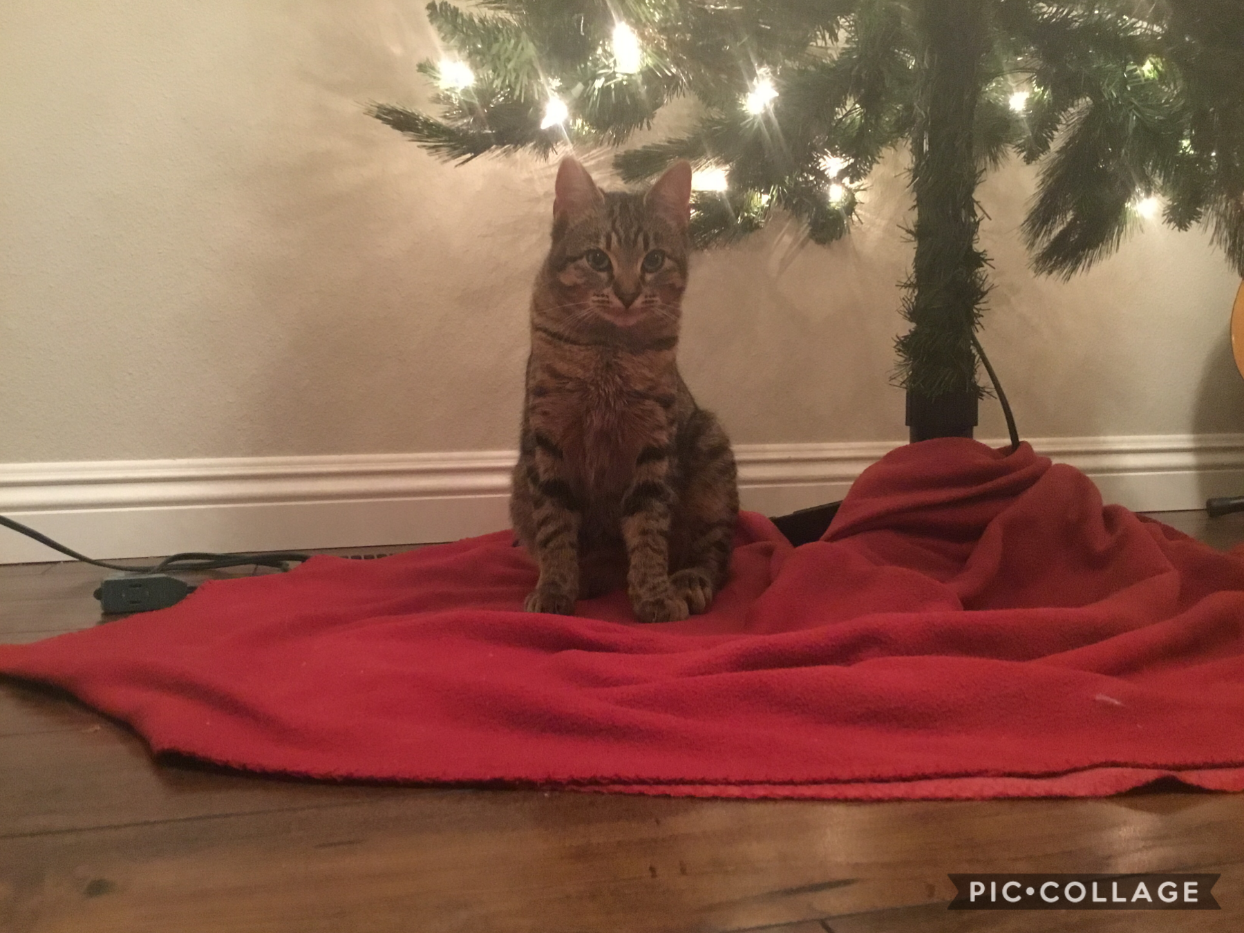My cat under the Christmas tree❤️🥰