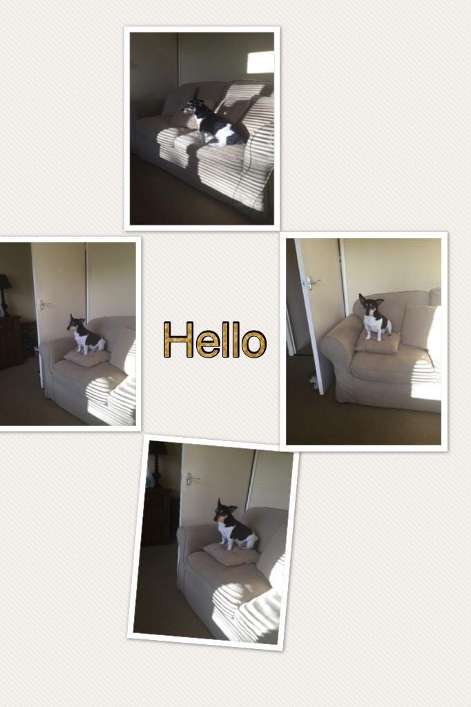Hello says my dog 🐶 