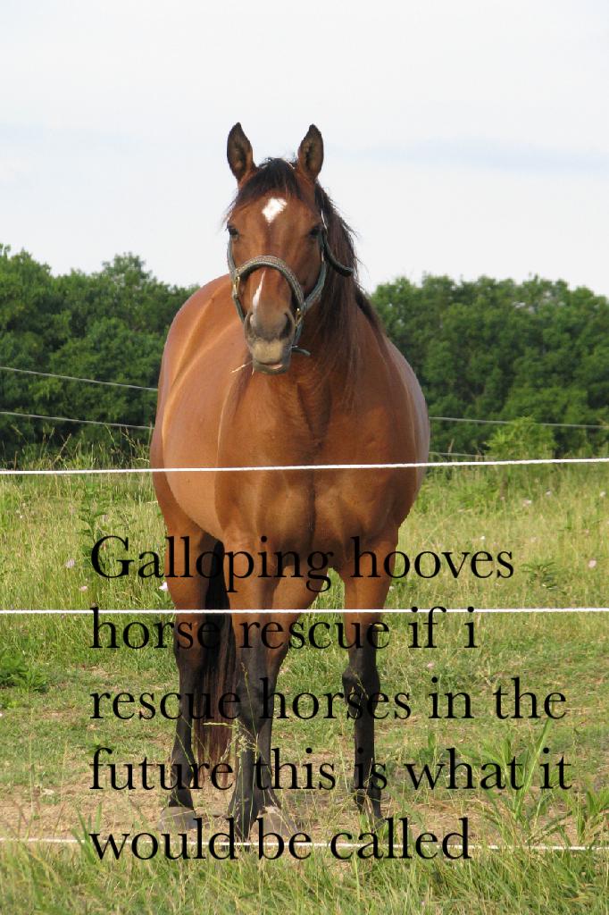 Galloping hooves horse rescue my possibly future horse rescue when i grow up