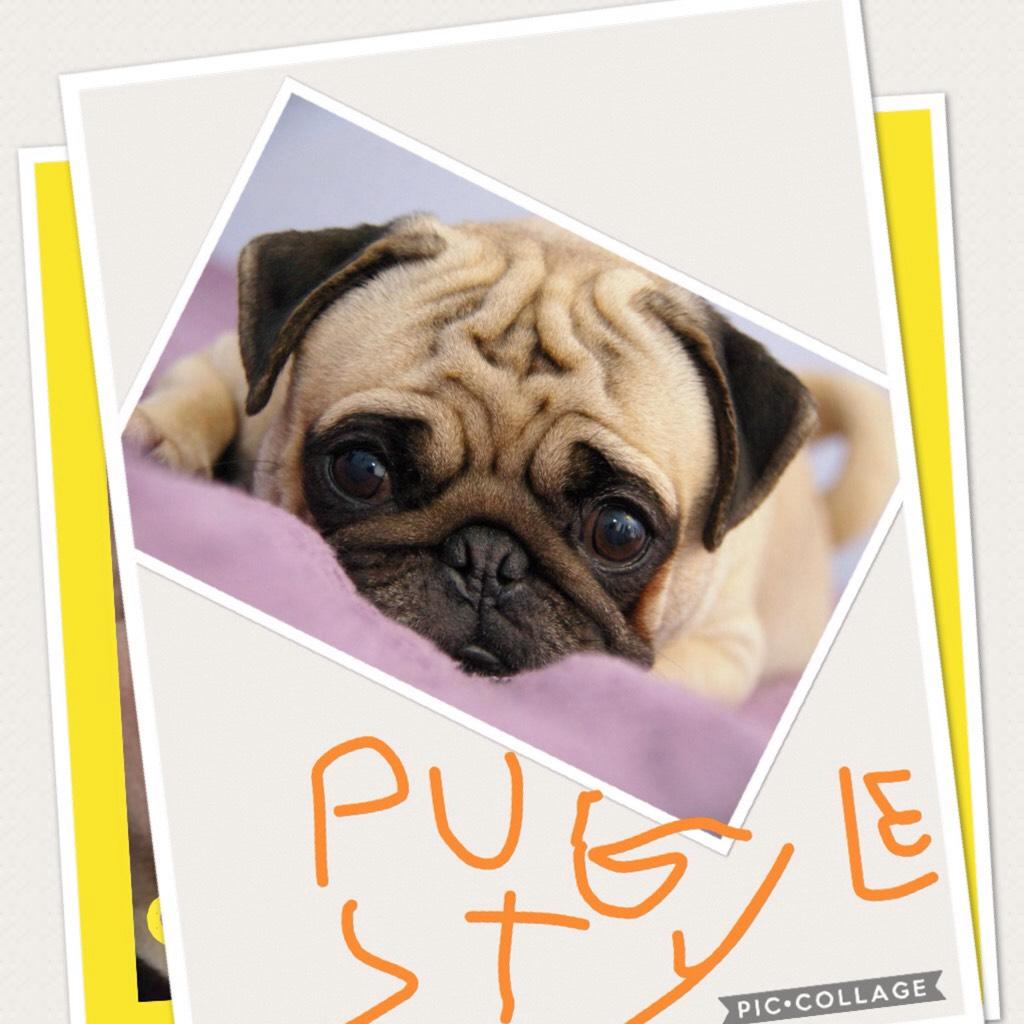 Pug style 
