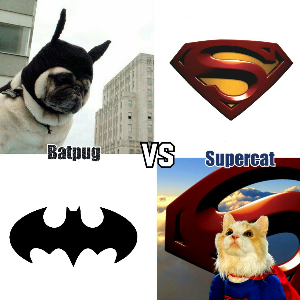 -Batpug VS Supercat-
who wins?