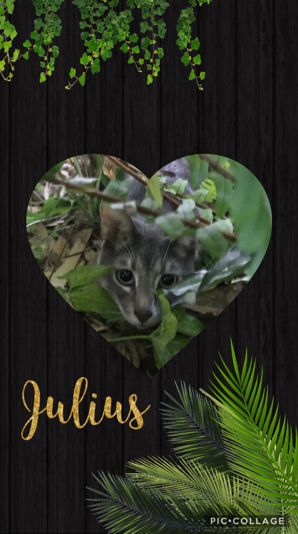 Our cat named Julius 😻