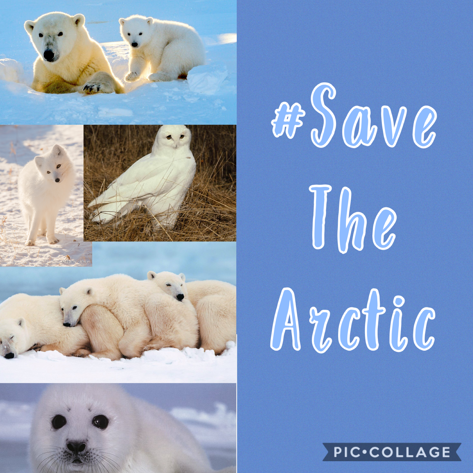 Global warming is affecting the earth by destroying the home for Polar Bears, Arctic Foxes, Snowy Owls, Seals, and other arctic animals. It isn’t safe. Some things you can do is donate money, and try using things less that were made in factories releasing