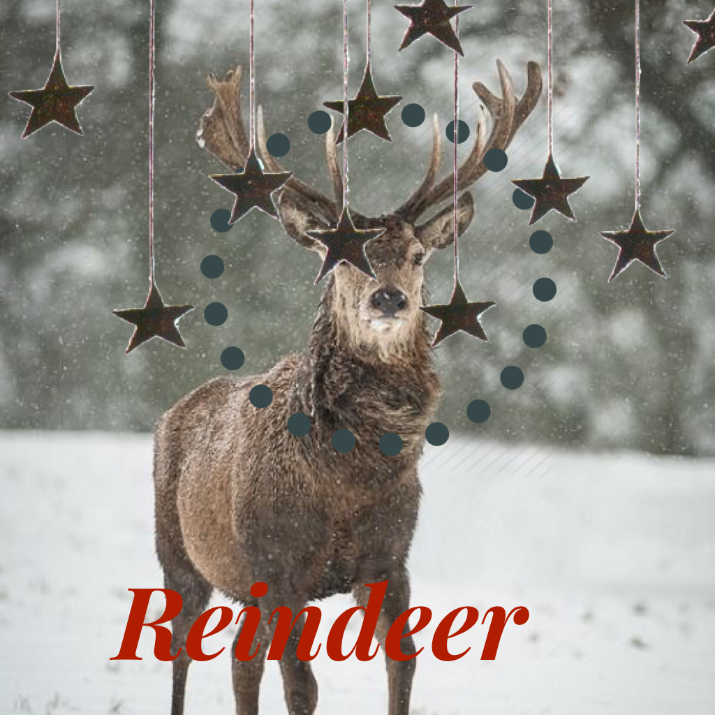 Reindeer collage