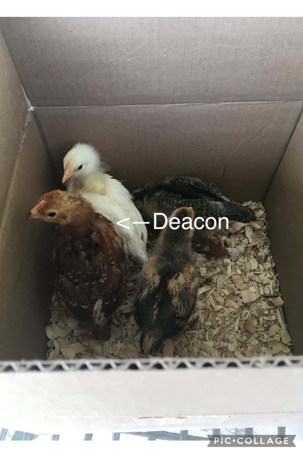 🐥TAP!🐥
Deacon and some friends went to their new home today! It’s sad to see them go, but at least they’re not going to strangers (and they’ll keep us updated). Goodbye, birdie! 