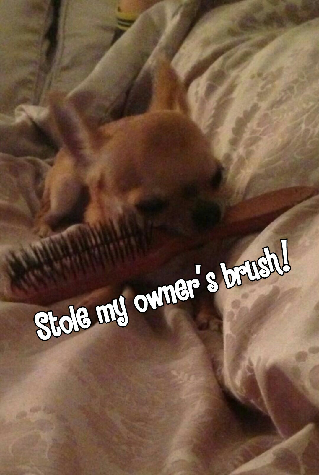 Stole my owner's brush!