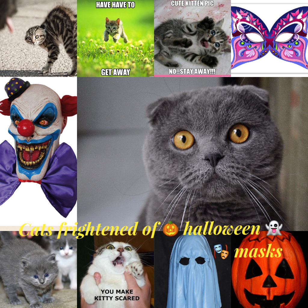 Cats frightened of 🎃 halloween 👻 🎭 masks