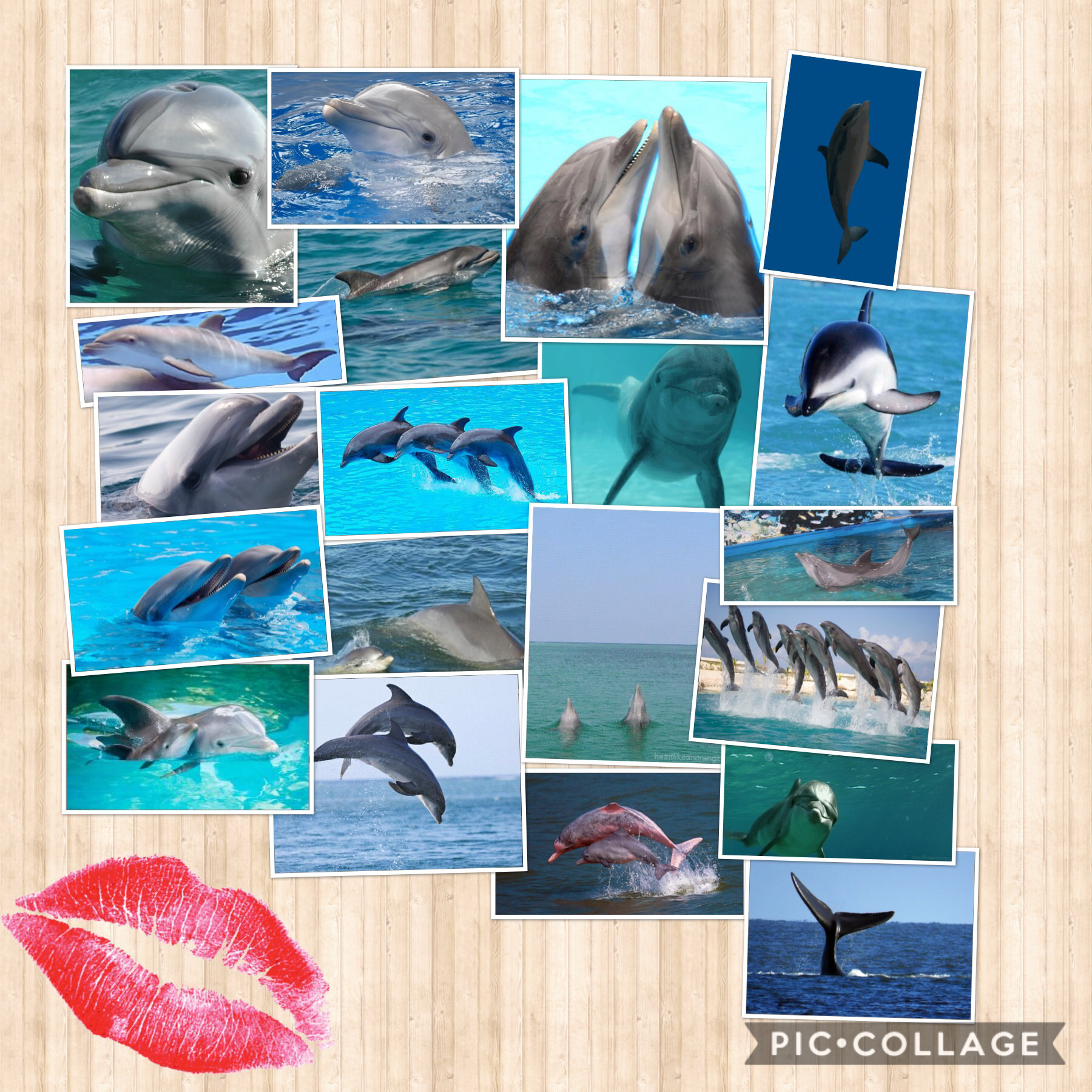 I love dolphins