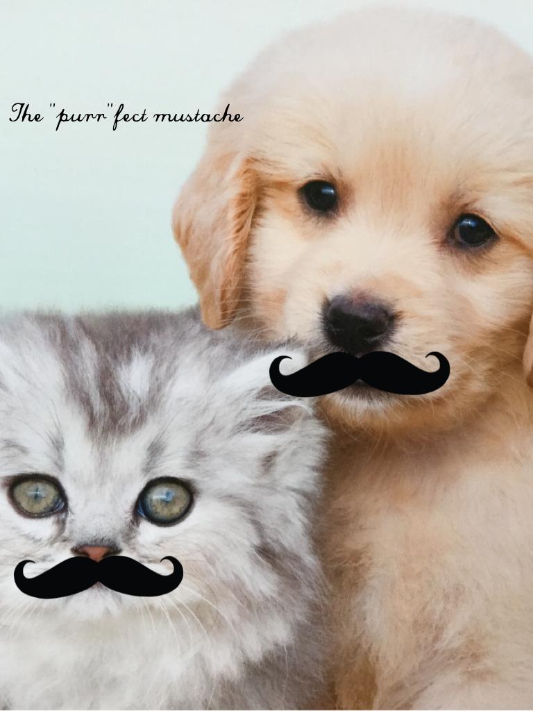 The "purr"fect mustache 
