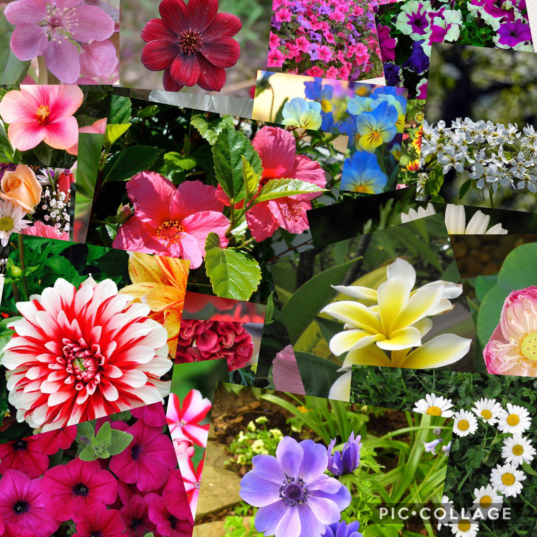 Flowers! What’s your favourite kind?