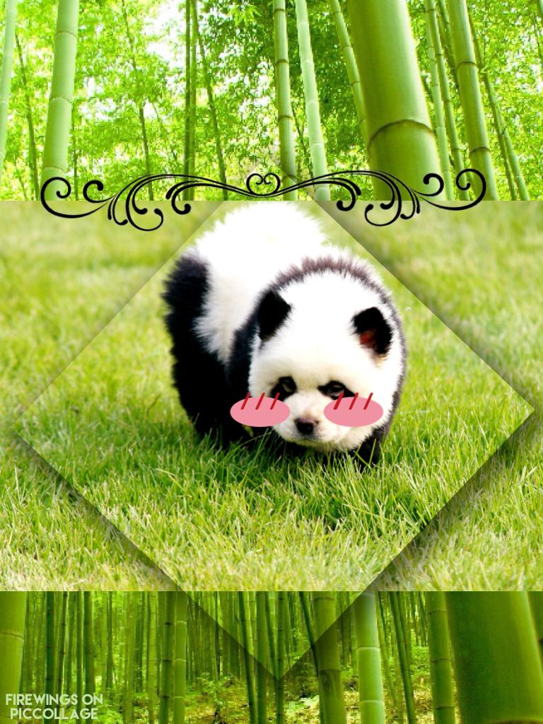 Panda dog 🐶 