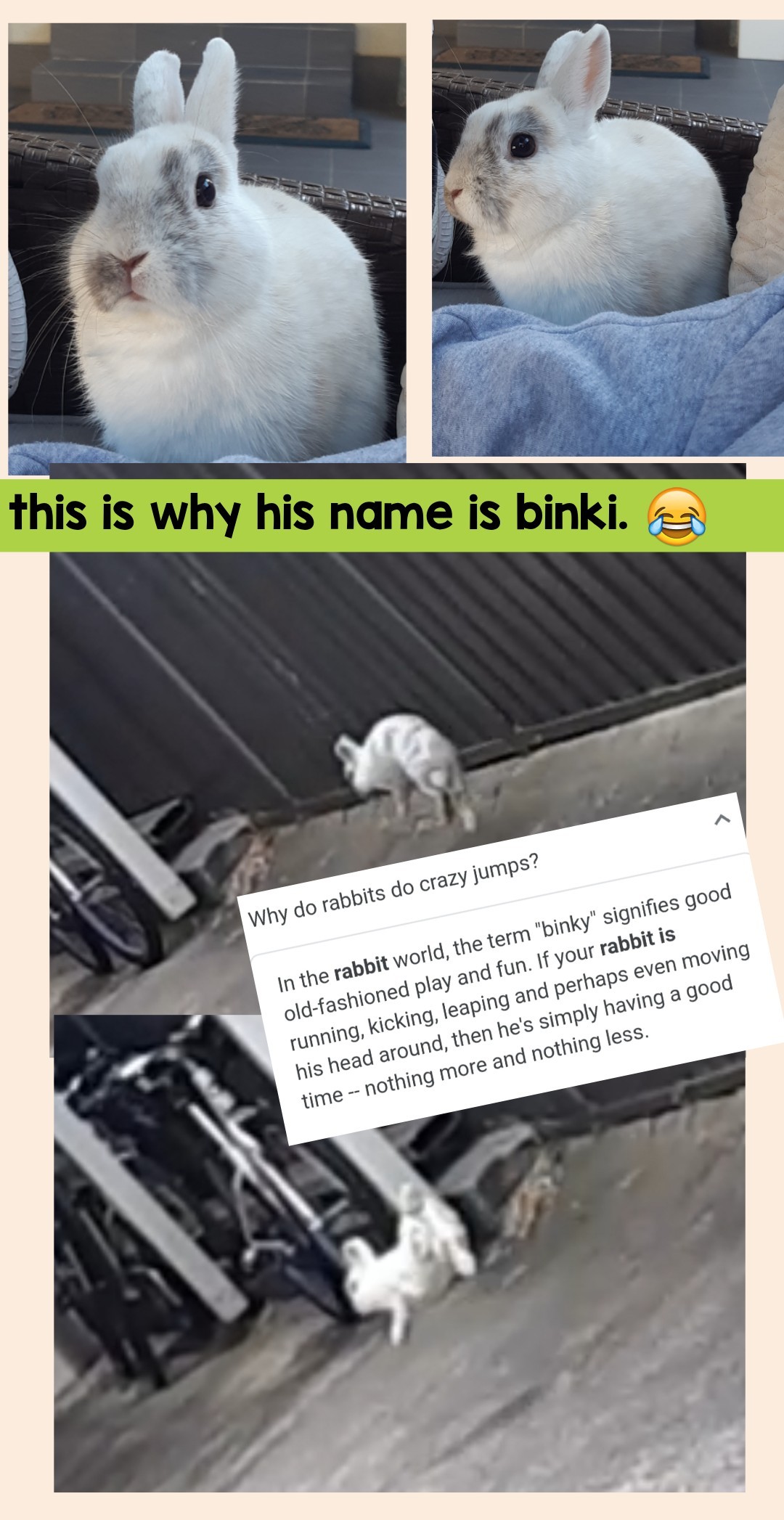 when we got Binki in December last year, he was nameless until we started letting him play in our backyard. 🐰 he was doing these strange jumps, so we searched it up and found out they are called Binkies. We then called him Binki 😂