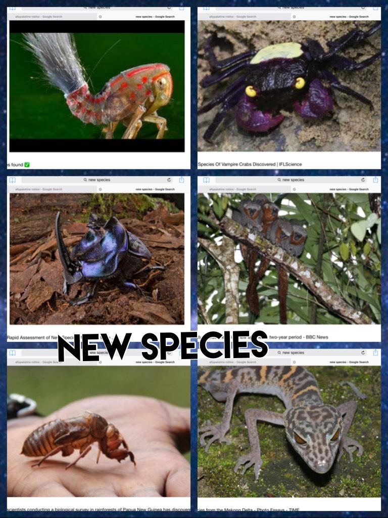 New species 