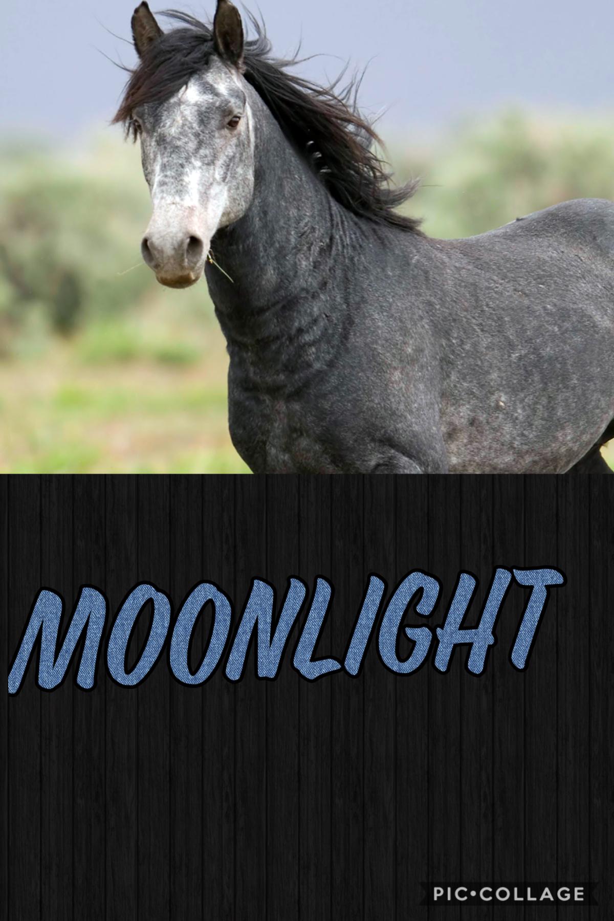 My sisters horse Moonlight