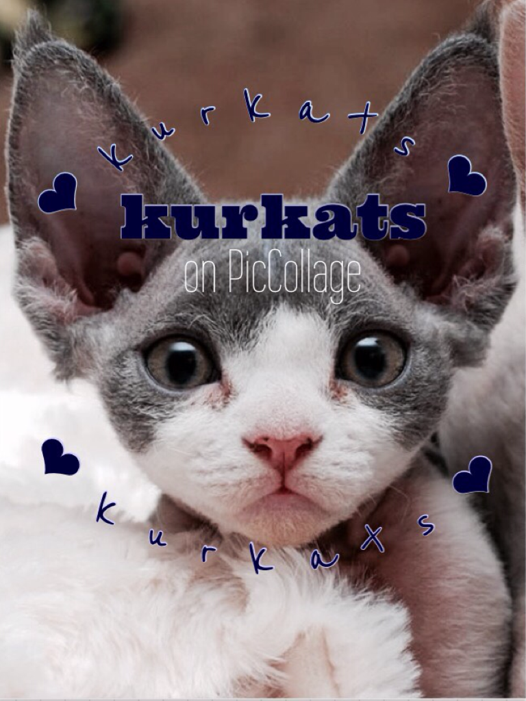 🐈tap🐈
This is a profile pic for kurkats!