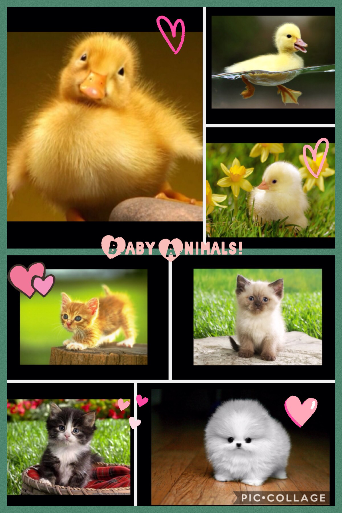 I totally love ducklings and kittens! There is a random puppy in there to for dog lovers!