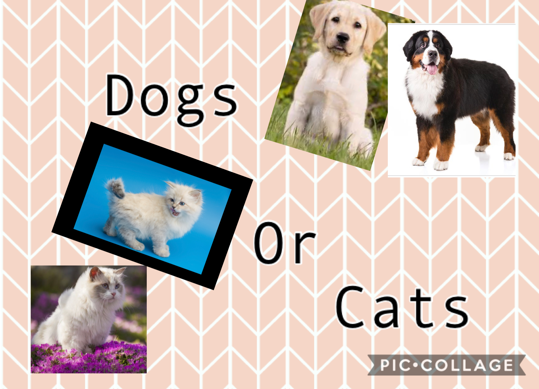 Comment which on you like more dogs or cats??? 🐱or🐶