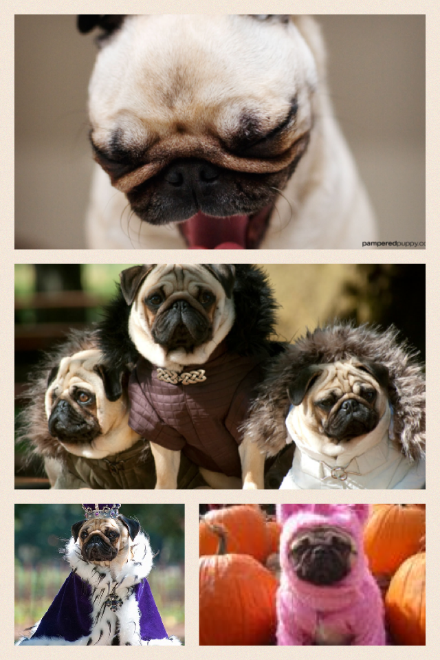 Pugs are awesome