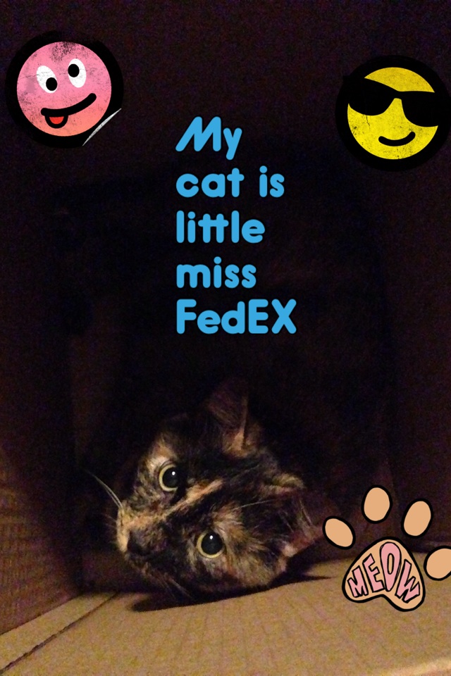 My cat is little miss FedEX