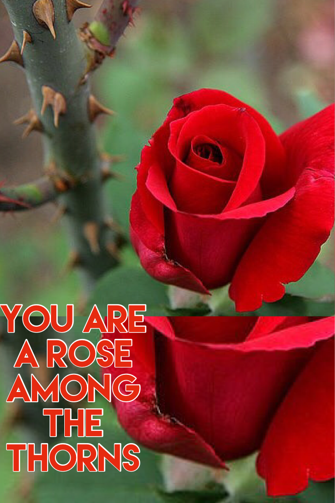 You are a rose among the thorns
