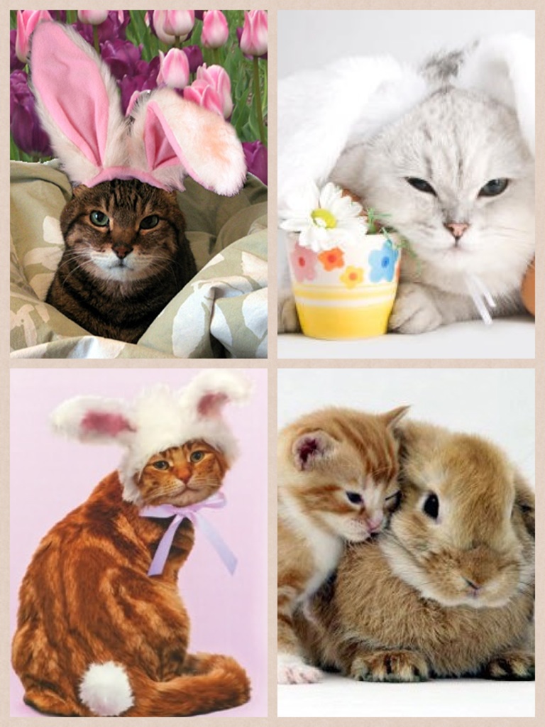 Happy easter🐱+🐥=