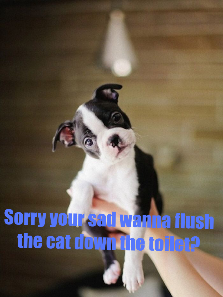 Sorry your sad wanna flush the cat down the toilet?