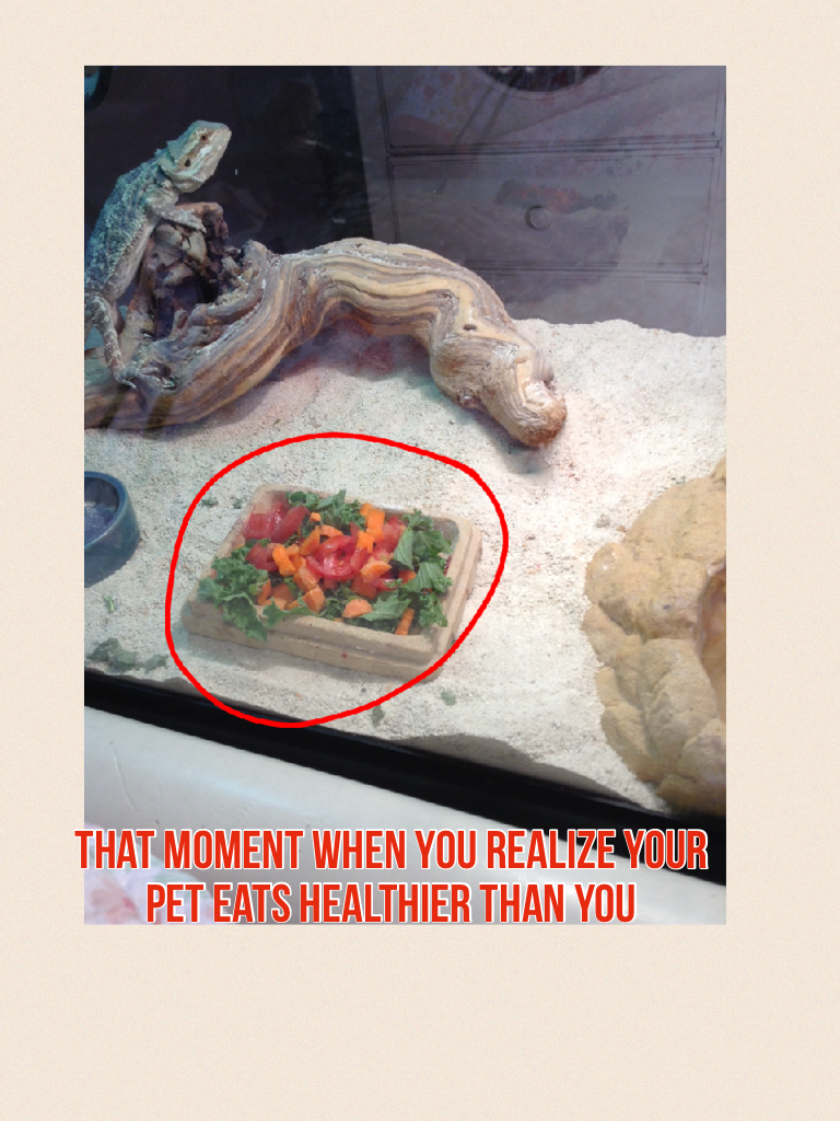 That moment when you realize your pet eats healthier than you