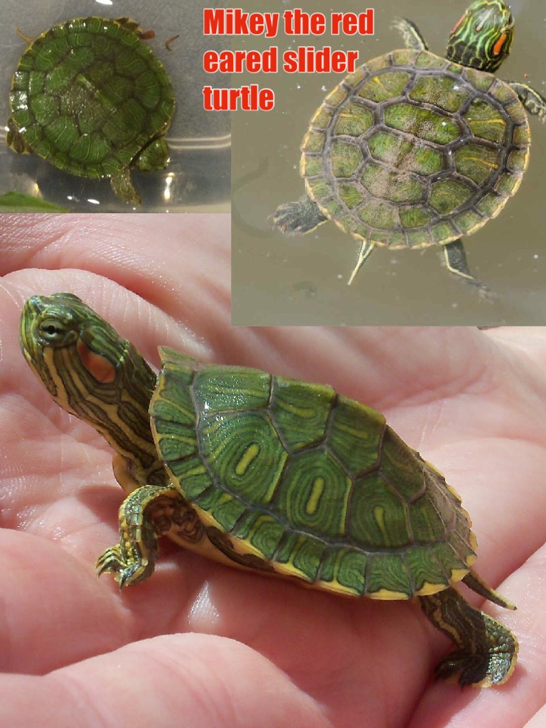Mikey the red eared slider turtle 