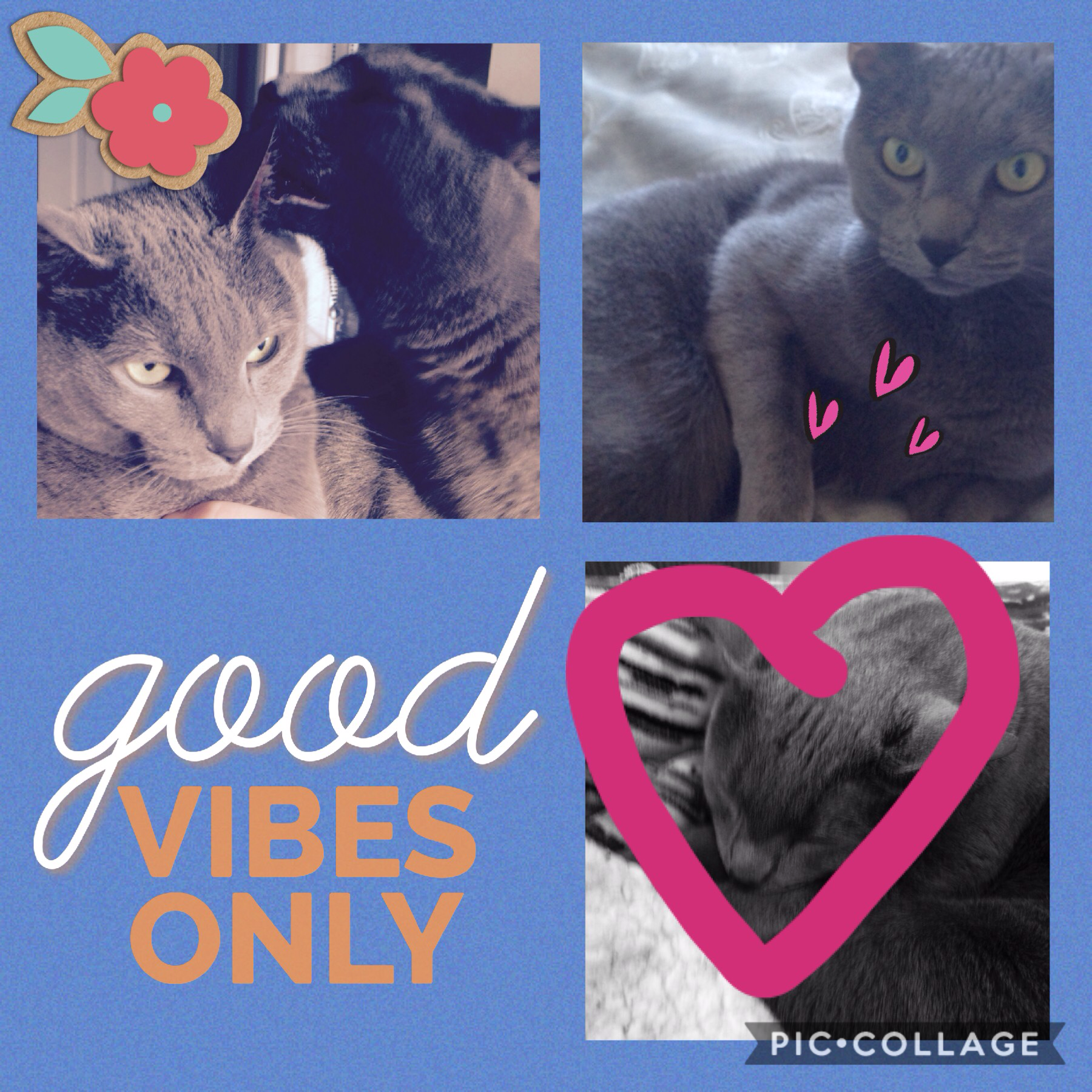 My wonderful kitties 🐱 