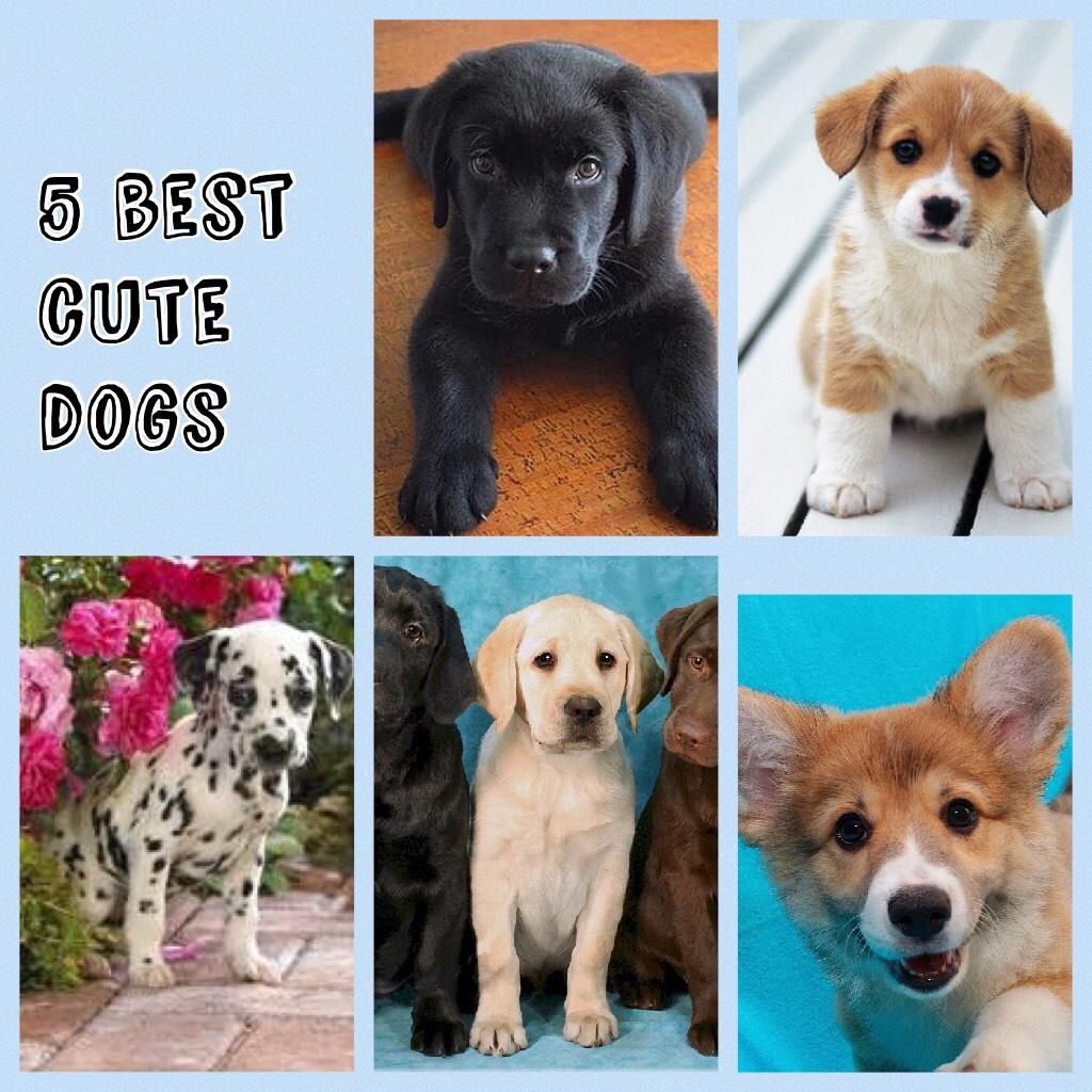 5 best cute dogs
