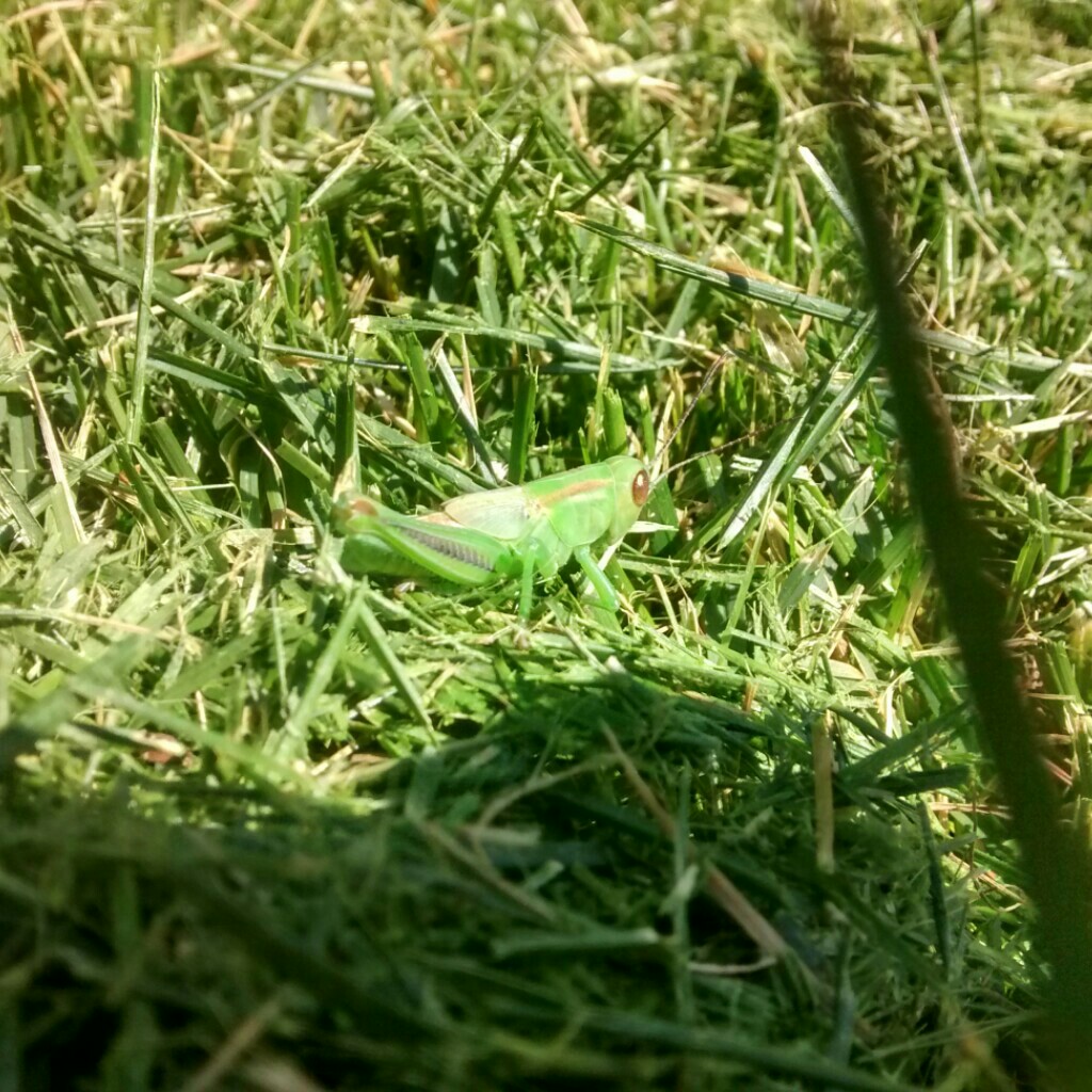 I found this little grasshopper friend this morning when I was raking the lawn.  He made me happy.