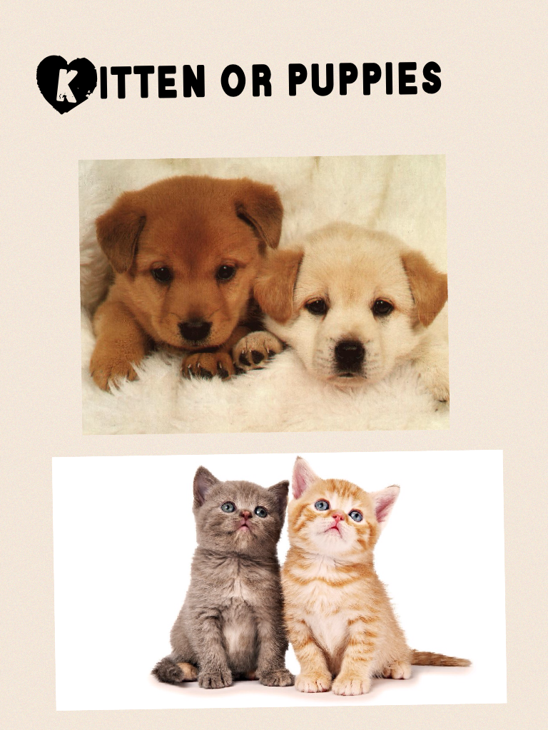 Kitten or puppies