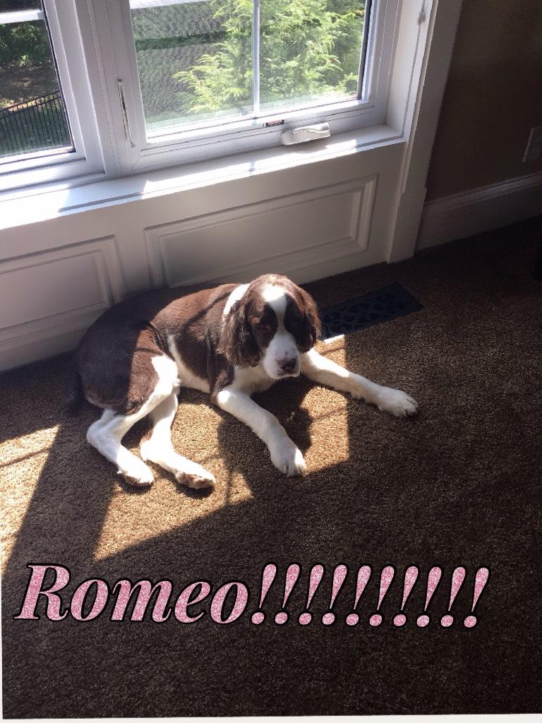 Romeo!!!!!!!!!!