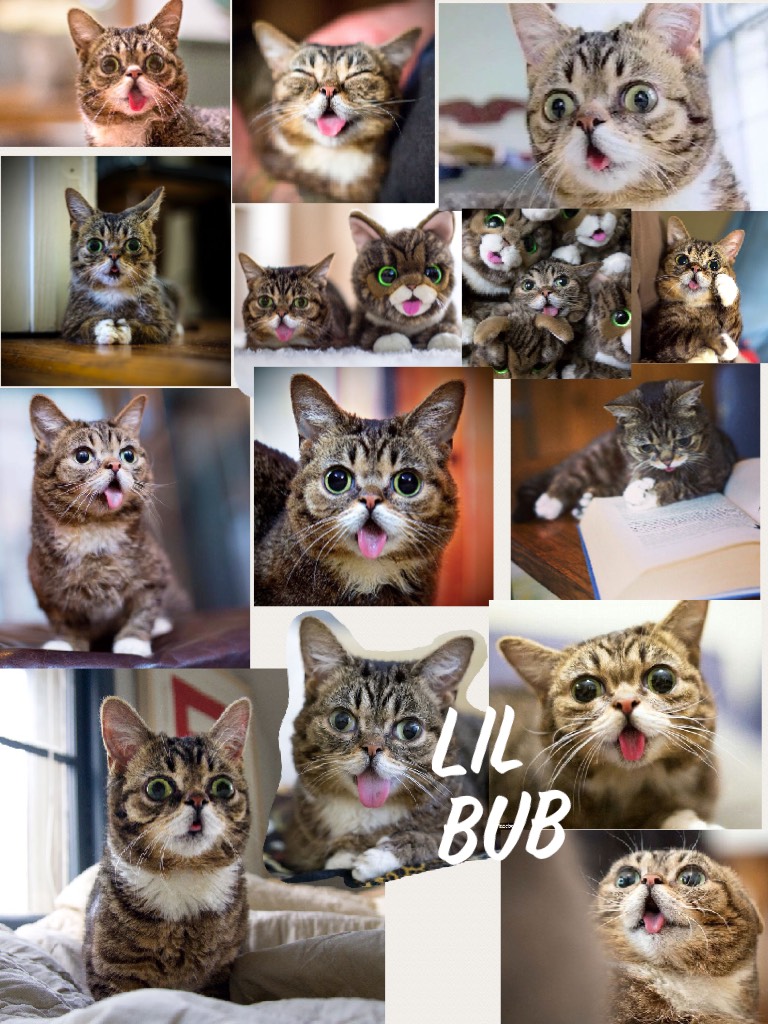 Lil bub :3 ( my 2 favorite cat the 1 is pusheen 