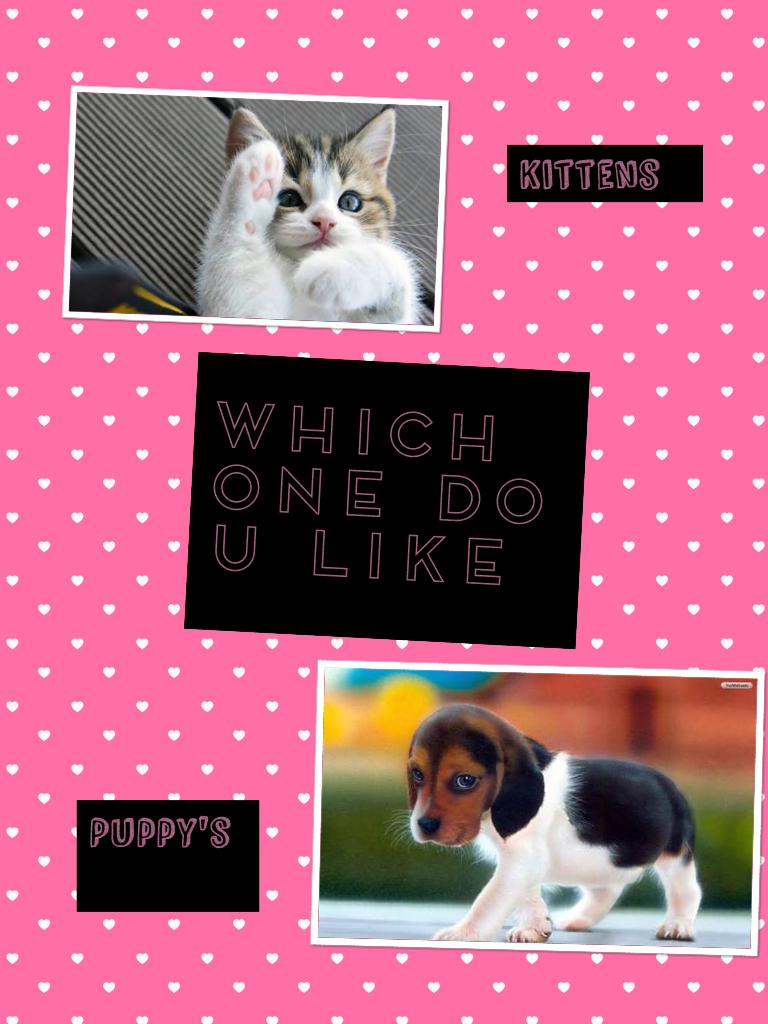 Puppy's or kittens 