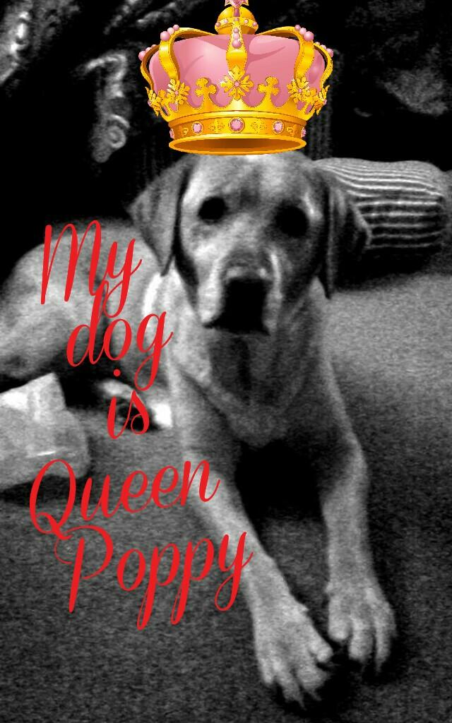 My 
dog
 is 
Queen 
Poppy 
lol
how
funny