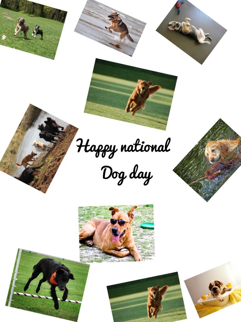 Happy national 
       Dog day 