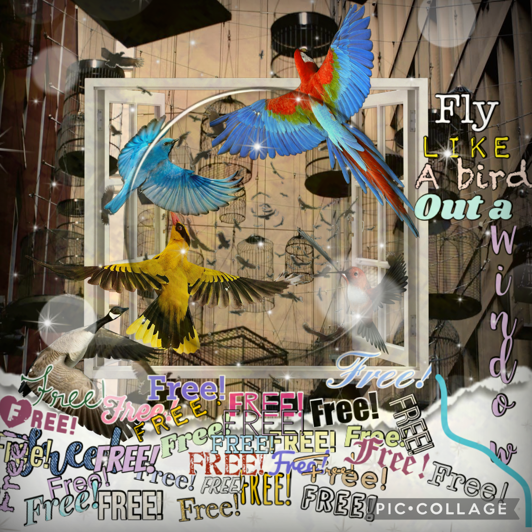 TAP
Yyyyyeeeeeessssss!!!
I’m real proud of this collage, took forever to do all the text of “Free!”   
@ the bottom. Fly like a bird out a window. Please rate this, 1-10! Qotd- what is your dream pet bird? 
Aotd- Cockatiel!