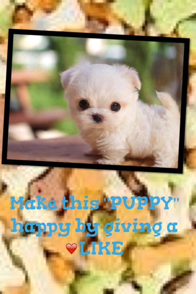 Make this "PUPPY" happy by giving a ❤LIKE
