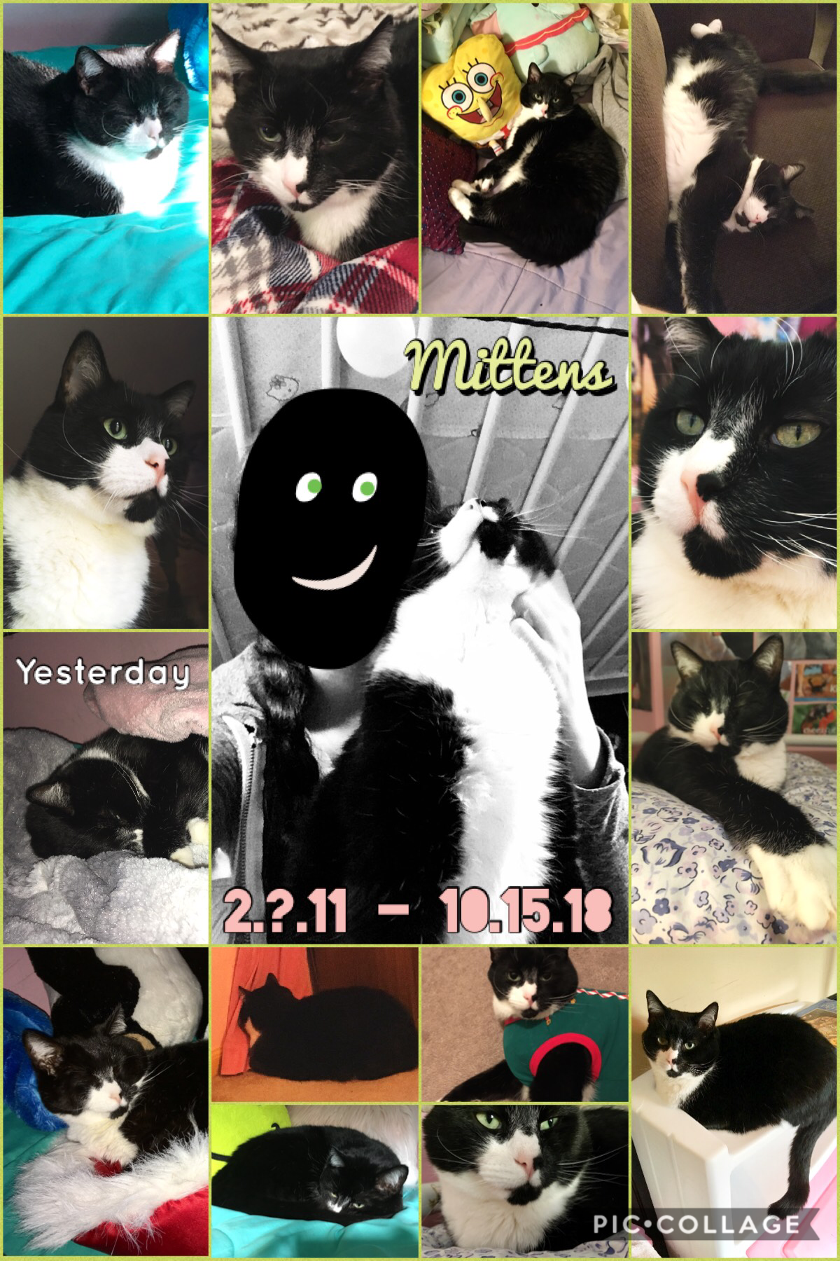 RIP Mittens, I’ll never forget you. 💚 These are some of my favorite pics, I didn’t have the ones we first took of him tho cuz they’re on a camera. 🐈 I don’t have enough room to type what happened/about him, so it’ll be in my next post. ⬅️ 