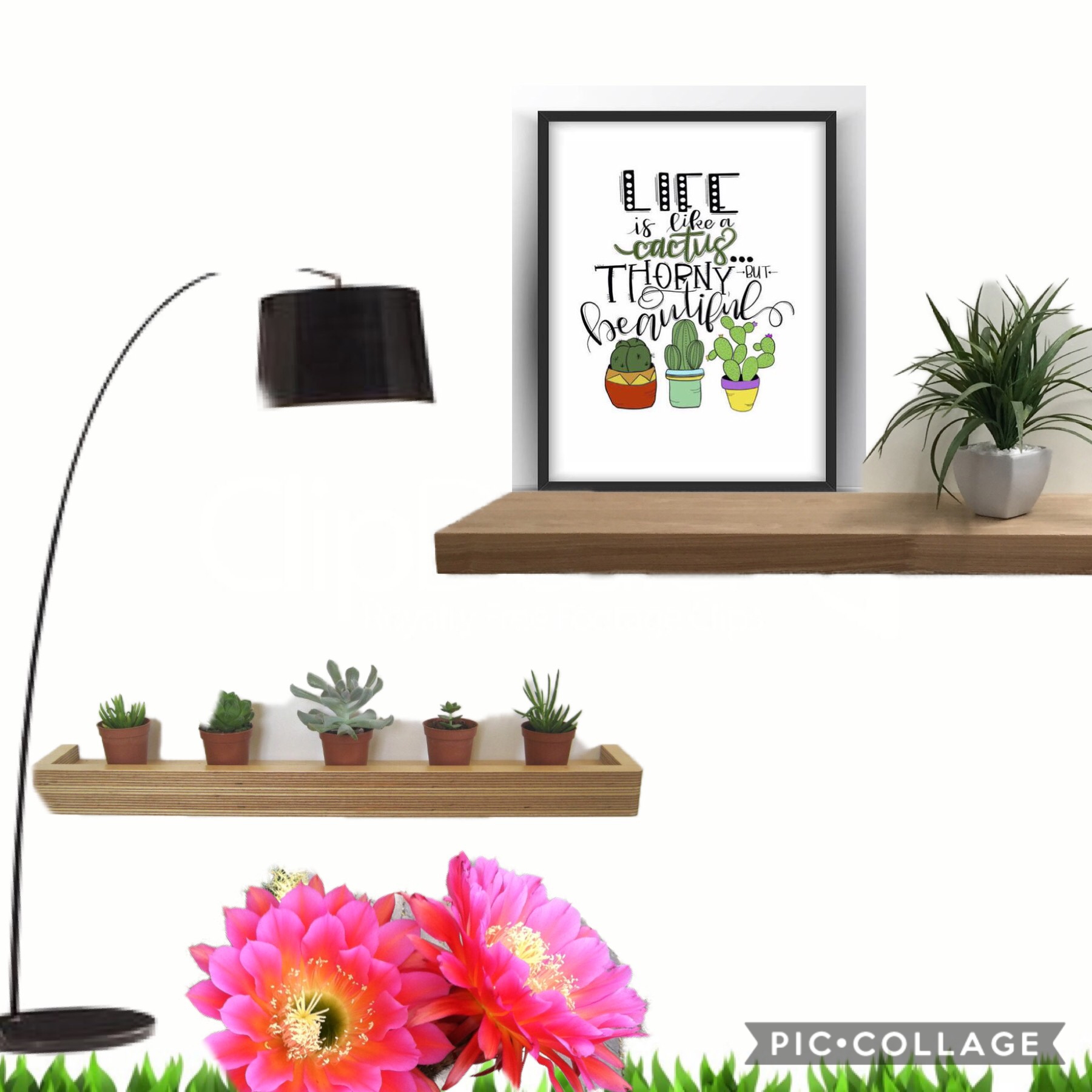 Cute cacti