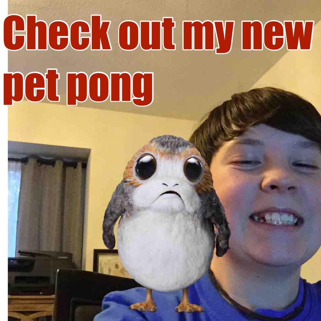 Check out my new pet pong 