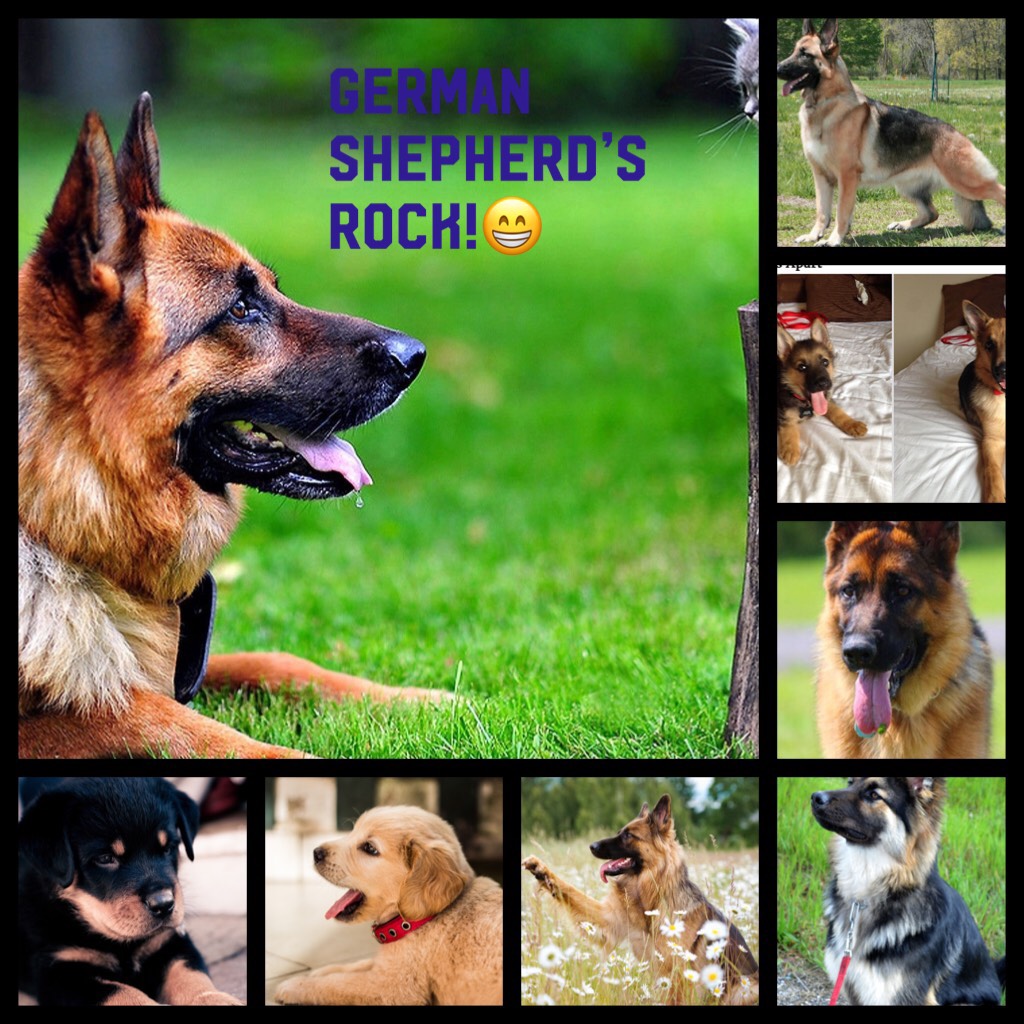 German Shepherd’s Rock!😁