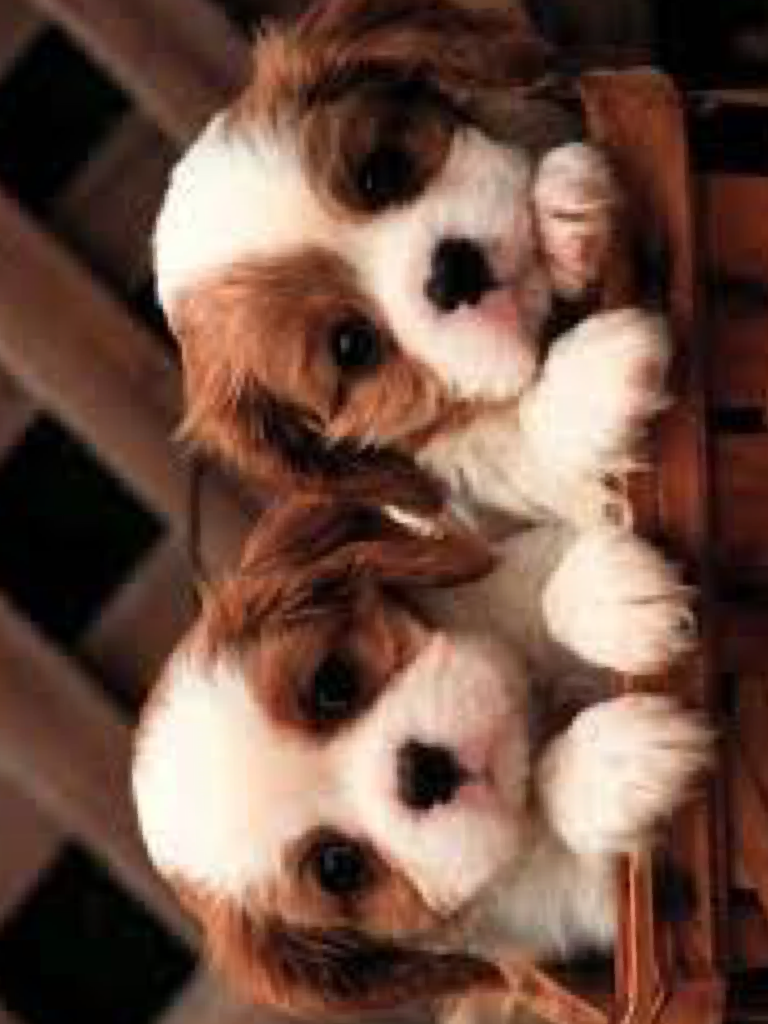 Cute dogs 