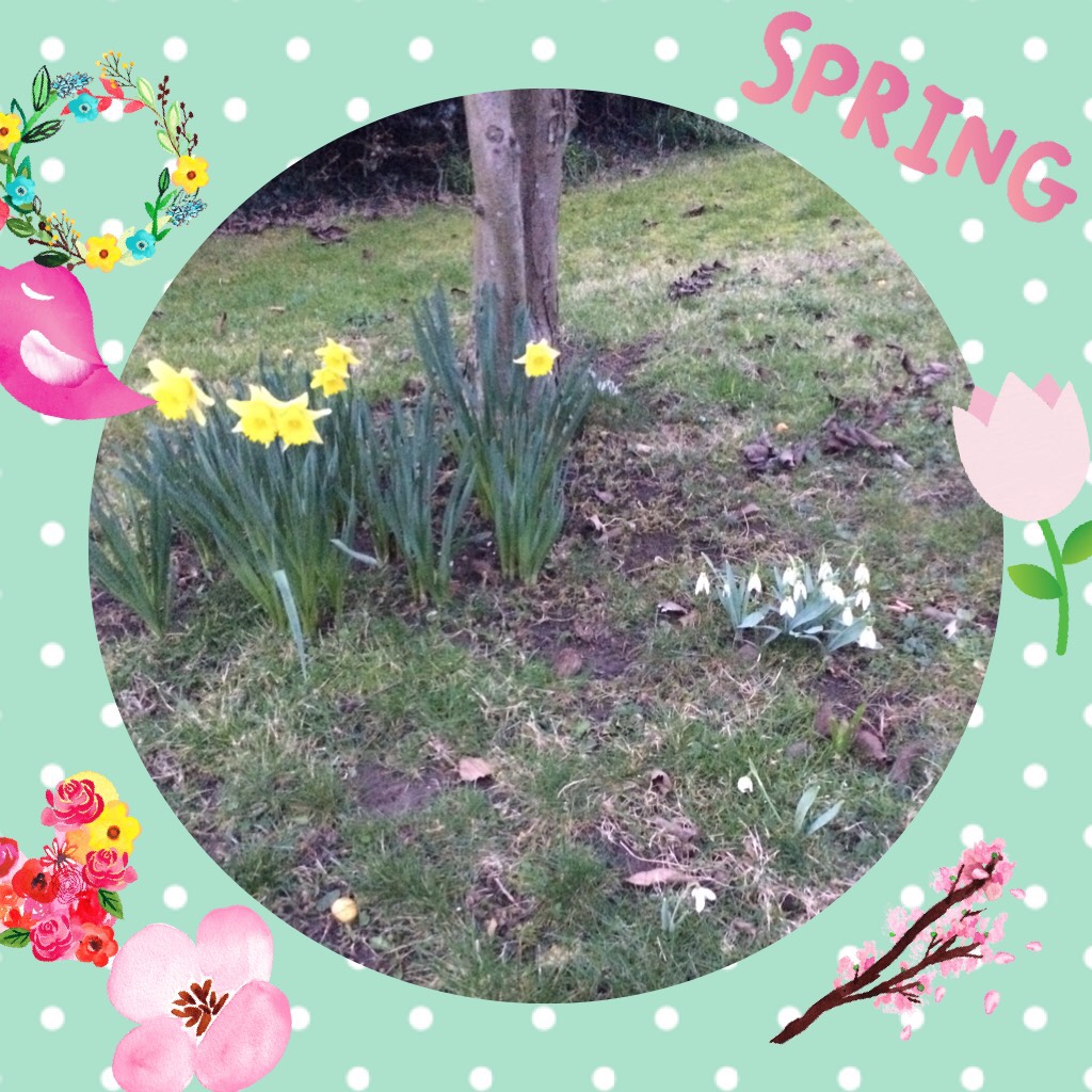 Spring is here  
Snowdrops and daffodils. 🌷🌸🌼