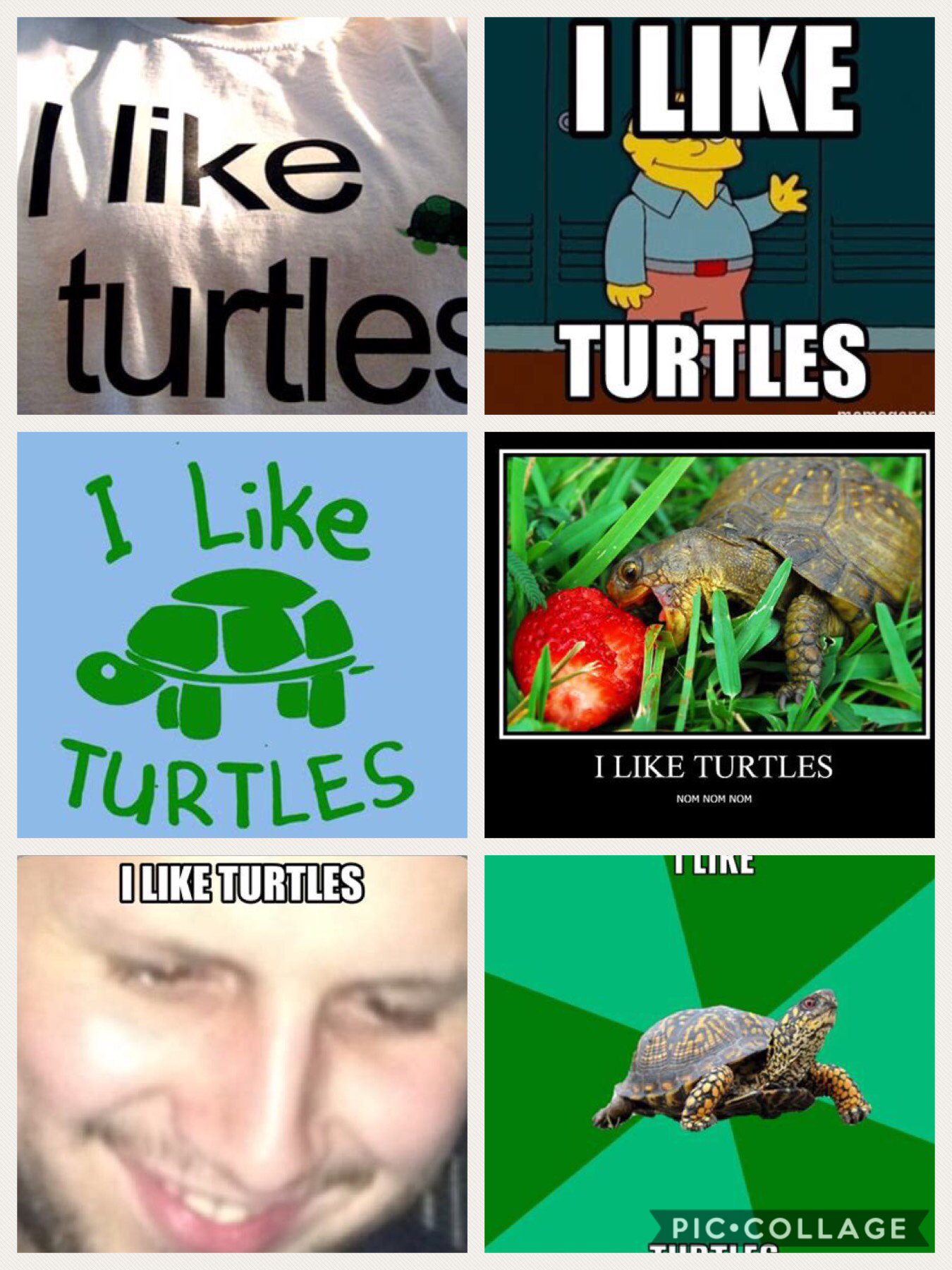 I like turtles 