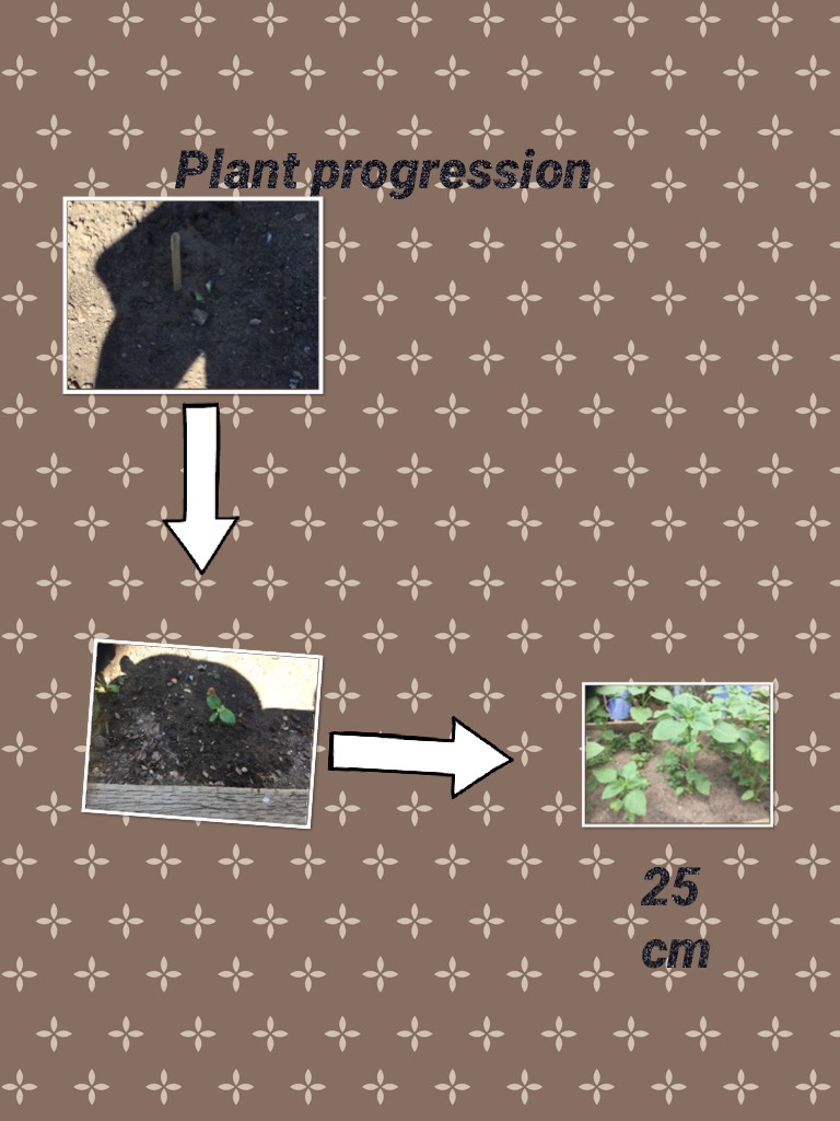 Plant progression