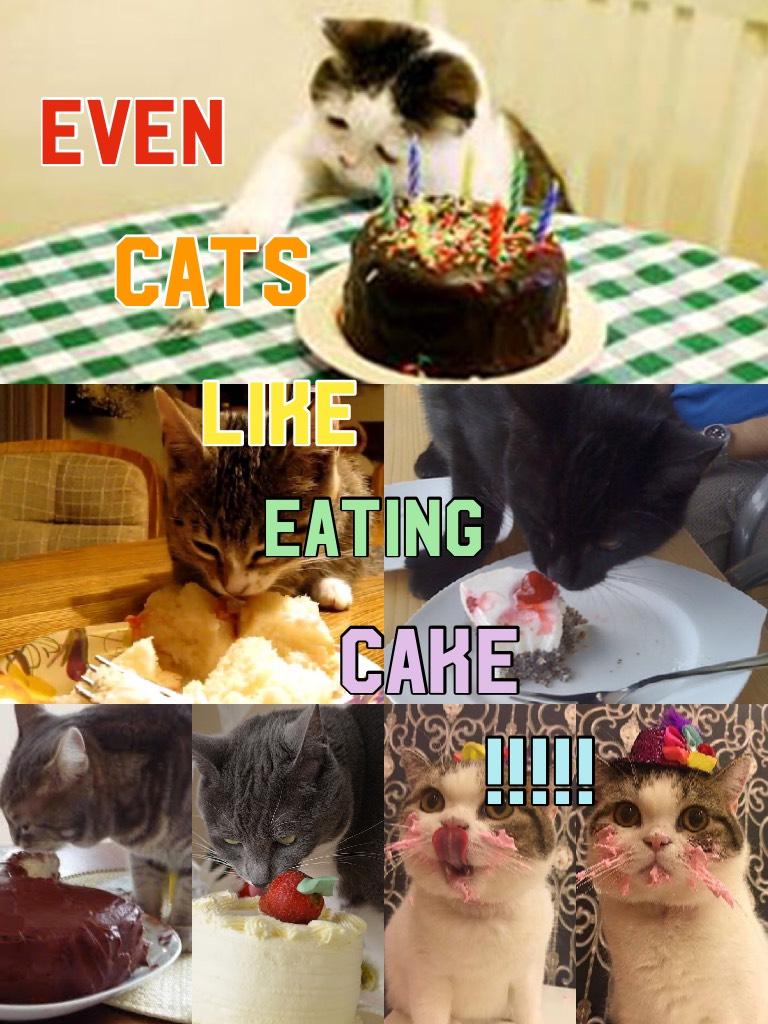 Who new cats eat cake